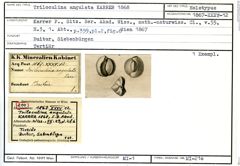 Karteikarte zum Holotyp von Triloculina angulata Karrer, 1867